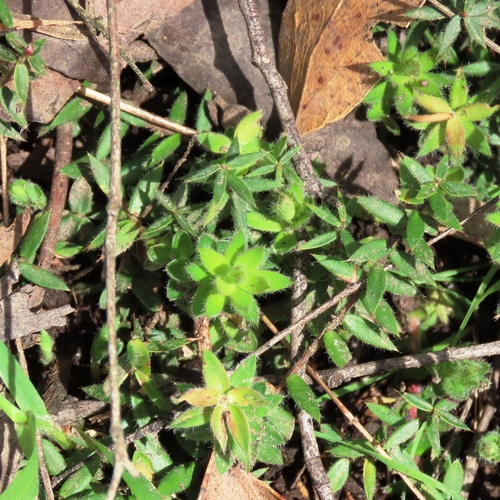 Image of Acrotriche prostrata by (c) Elspeth Swan, some rights reserved (CC BY)