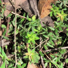 Acrotriche prostrata