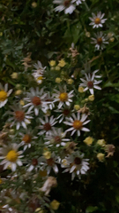 Symphyotrichum ericoides