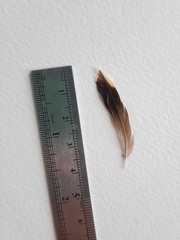 Phaethornis striigularis