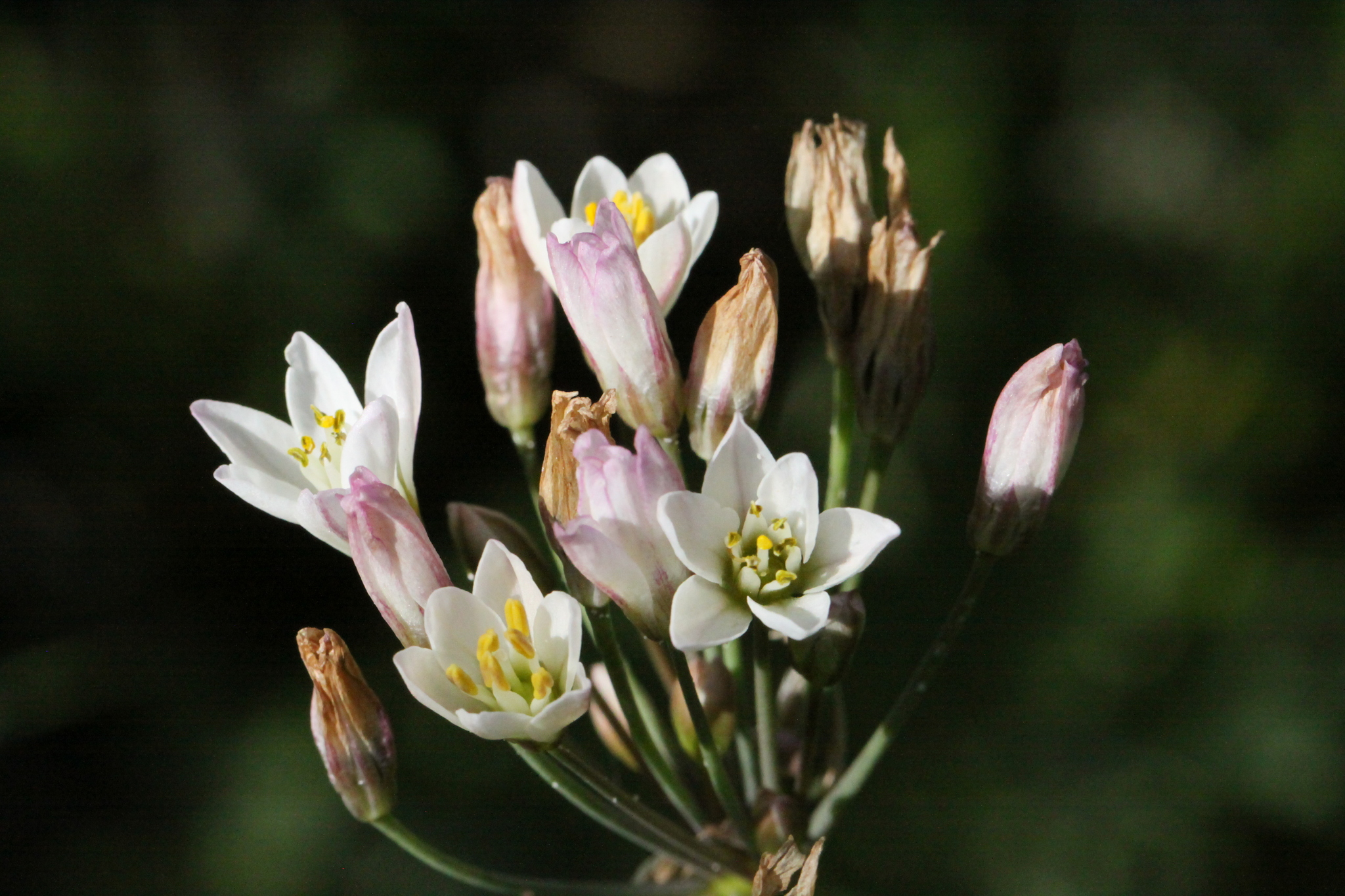Nothoscordum gracile