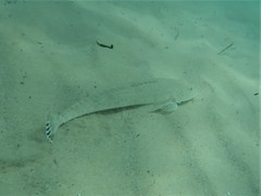 Platycephalus caeruleopunctatus