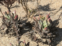 Dudleya caespitosa