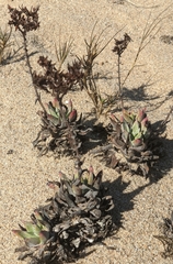 Dudleya caespitosa