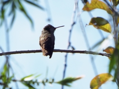 Saucerottia beryllina