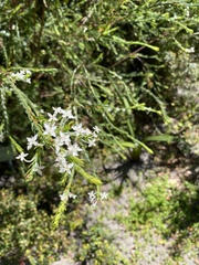 Struthiola myrsinites