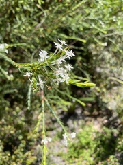 Struthiola myrsinites