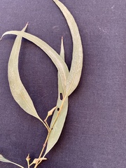 Eucalyptus seeana