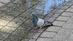 Columba livia domestica