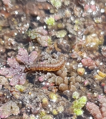 Diasemiopsis ramburialis