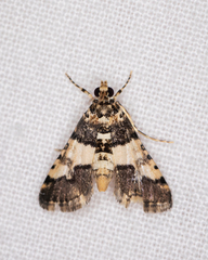 Nacoleia mesochlora