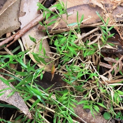 Tetrarrhena distichophylla