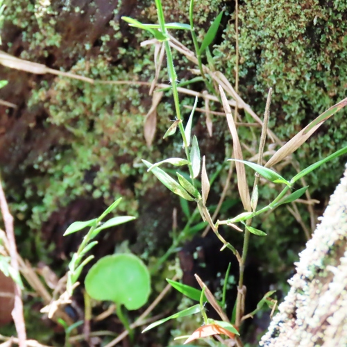 Image of Tetrarrhena distichophylla by (c) Elspeth Swan, some rights reserved (CC BY)