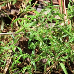 Tetrarrhena distichophylla