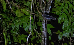 Nyctiphrynus rosenbergi