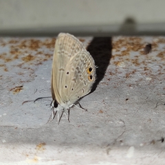 Euchrysops