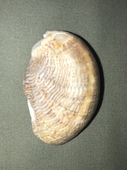 Crepidula fornicata