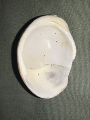 Crepidula fornicata