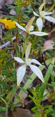 Caladenia marginata