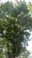 Leucaena diversifolia