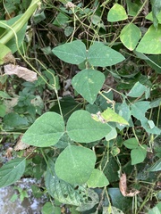 Amphicarpaea bracteata comosa