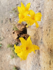 Chlidanthus boliviensis