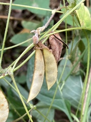 Amphicarpaea bracteata comosa
