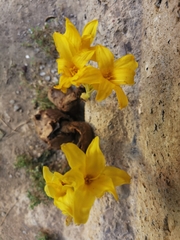 Chlidanthus boliviensis