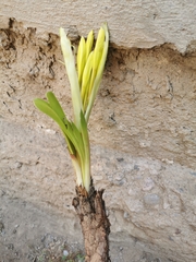 Chlidanthus boliviensis