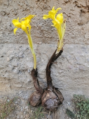 Chlidanthus boliviensis