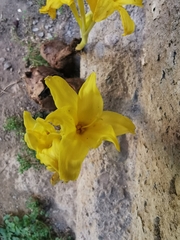 Chlidanthus boliviensis