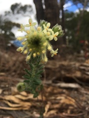 Pimelea octophylla