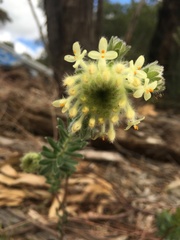 Pimelea octophylla
