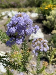 Pseudoselago serrata