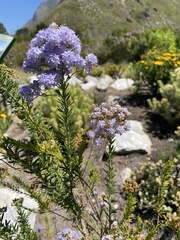 Pseudoselago serrata