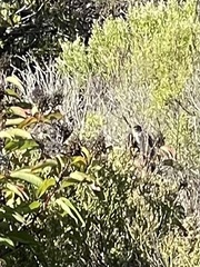 Polioptila californica