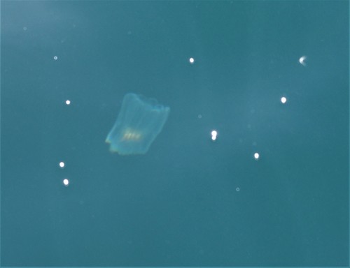 photo of Siphonophores (Siphonophorae)