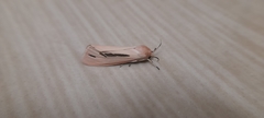 Micraloa