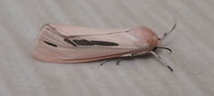 Micraloa