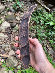 Pentaclethra macroloba