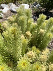 Phylica pubescens