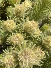 Phylica pubescens