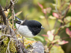 Petroica macrocephala toitoi