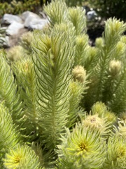 Phylica pubescens