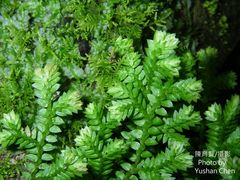 Selaginella aristata