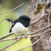 North Island Tomtit - Photo (c) Pete McGregor, some rights reserved (CC BY-NC-ND), uploaded by Pete McGregor