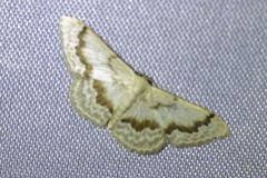 Idaea iodesma