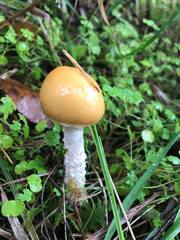 Stropharia ambigua
