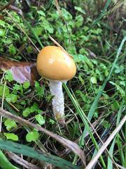 Stropharia ambigua