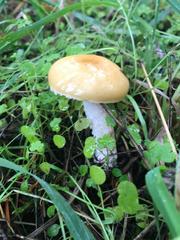 Stropharia ambigua